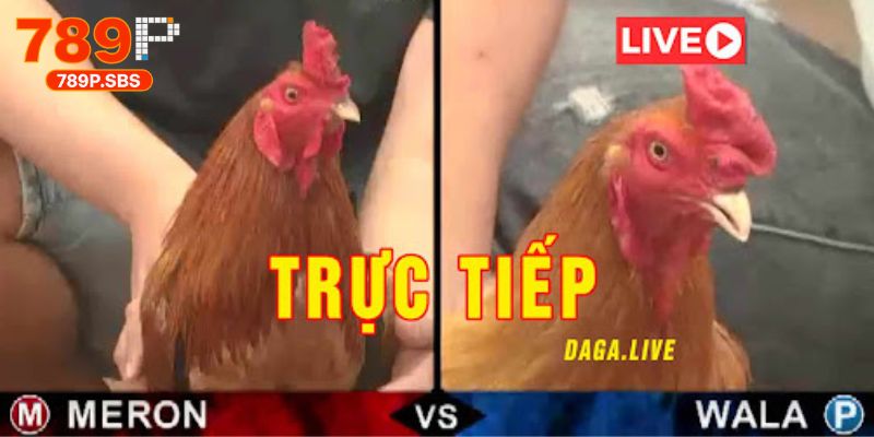 Đá gà trực tiếp thomo