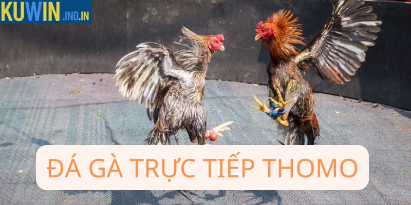 Đá gà trực tiếp thomo